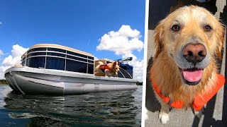 CUSTOM BOAT UPGRADE FOR DOGS  Super Cooper Sunday 205 [upl. by Arod]