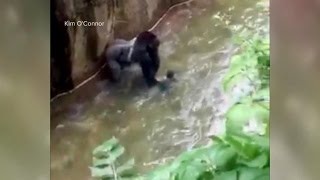 Baby Falls Into Zoos Gorilla Cage [upl. by Ataeb]