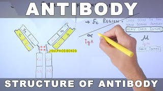 Antibody [upl. by Ees]