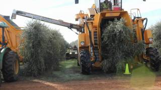 Oxbo 6420 Super High Density Olive Harvester [upl. by Letrice896]