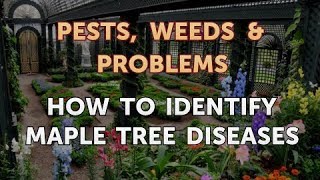 How to Identify Maple Tree Diseases [upl. by Rhpotsirhc676]