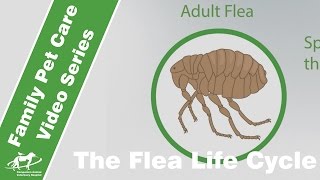 The Life Cycle fo Fleas Companion Animal Vets [upl. by Randy]