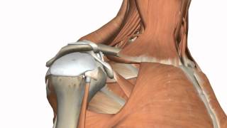 Shoulder Joint  Glenohumeral Joint  3D Anatomy Tutorial [upl. by Golding]