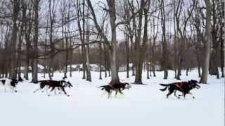 Dog Sledding  A Pure Michigan Winter [upl. by Ssitruc]