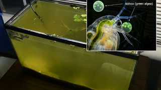 Raising Daphnia for the Freshwater Aquarium [upl. by Anadal635]