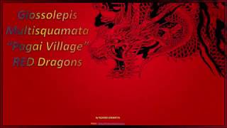 Glossolepis Multisquamata Pagai Village RED DRAGONS [upl. by Vickie]