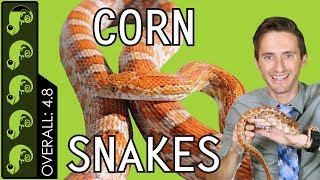 Corn Snake The Best Pet Reptile [upl. by Eelymmij]