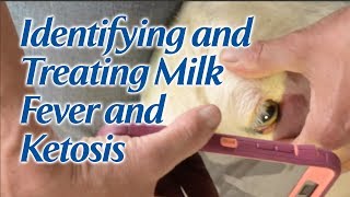 Identifying and Treating Milk Fever and Ketosis [upl. by Ssirk800]