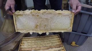 Extracting Honey The Basics [upl. by Conchita]