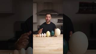 I Cooked the World’s CRAZIEST Eggs [upl. by Julia724]