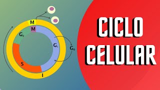 CICLO CELULAR Y SUS FASES  Interfase y Mitosis [upl. by Suolkcin988]