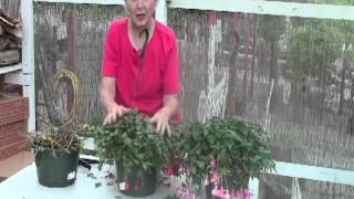 Edited  Part 2  Cutting back Fuchsias [upl. by Browne]