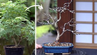 Millettia japonica Hime Fuji bonsai creation DIY [upl. by Vilma]