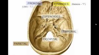 GENERALIDADES DE CRANEO [upl. by Berg381]