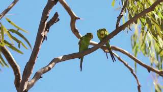 Budgerigars in the Wild [upl. by Dric]