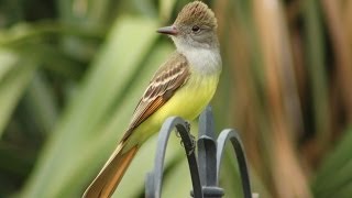 Great Crested Flycatcher Calls  Up Close [upl. by Affay]