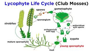 Lycophytes Early Vascular Plants [upl. by Nehtanhoj]