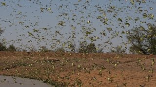 Biggest Swarm of Budgies [upl. by Zirtaeb]