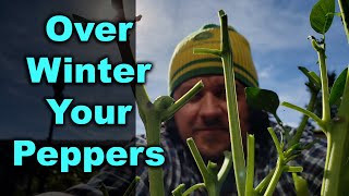 How To Overwinter Pepper Plants [upl. by Port]