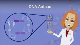 DNA Aufbau leicht erklärt [upl. by Nicolina]