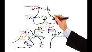 Pharmacology  ANTIEPILEPTIC DRUGS MADE EASY [upl. by Irra]