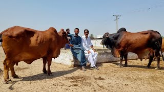 Worlds Top Class Sahiwal Cow Farm  Complete Documentary [upl. by Palestine]