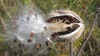 Seed dispersal  The great escape [upl. by Perron]