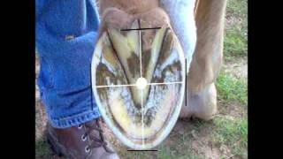 Horse Hoof Trimming Principles provided by eXtension [upl. by Travers]