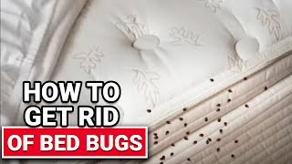 How To Get Rid of Bed Bugs  Ace Hardware [upl. by Cowles]