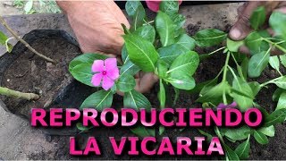 Como reproducir la planta Vicaria Vinca de Madagascar Catharanthus Roseus Info Garden [upl. by Nickelsen908]