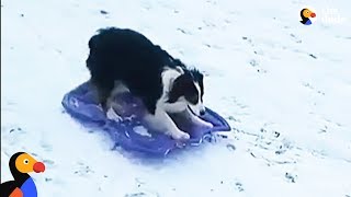 Smart Dog Takes Herself Sledding  The Dodo [upl. by Arnoldo]