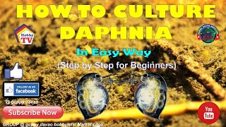 HOW TO CULTURE DAPHNIA In Easy Way [upl. by Douville822]