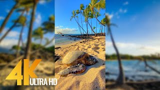 Vertical 4K Nature Film with Music  The Beauty of Big Islands Nature Hawaii [upl. by Soraya]