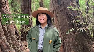 Top Ten Tips for Visiting Muir Woods [upl. by Tita915]