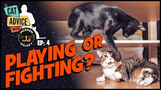 Cat Fight or Cat Play [upl. by Brooking]