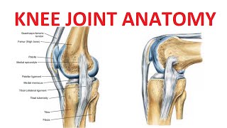 Knee Joint Anatomy [upl. by Lotus]