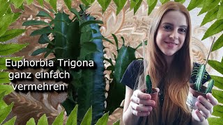 Wolfsmilchkaktus abtrennen und vermehren  Euphorbia Trigona  African Milk Tree [upl. by Jania]