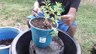 Transplanting Purple Verbena and Pruning [upl. by Ehcsrop363]