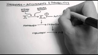 Warfarin Coumadin Nursing Pharmacology Considerations [upl. by Nnalorac828]