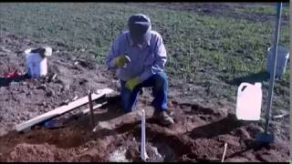 How to properly plant walnut trees  UCANR [upl. by Daffi]