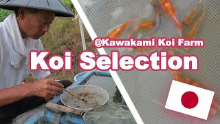 SELECTING BABY KOI IN JAPAN  Koi Fish selection GOSHIKI SELECTION [upl. by Caroline]