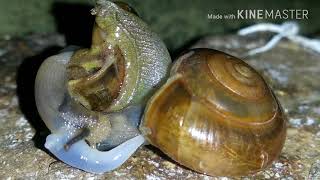 Snail Mating [upl. by Nichols594]