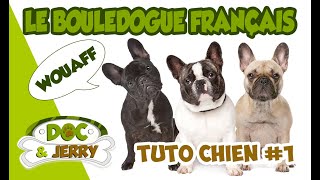 Le Bouledogue Français  The French Bulldog  Présentation conseils et astuces [upl. by Daigle]