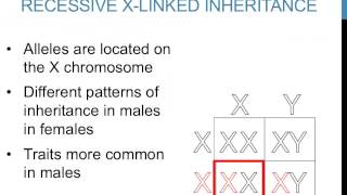 Patterns of inheritance [upl. by Innej]