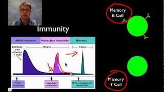 Antibodies and bacteria [upl. by Aridatha]