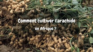 Comment cultiver larachide en Afrique [upl. by Lavona149]