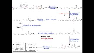 Beta Oxidation of a Polyunsaturated Fatty Acid Linoleic Acid [upl. by Wilonah]