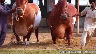 cattle farming in pakistan  JAMAL CATTLE FARM ❤ COLLECTION ❤ [upl. by Lekkim777]