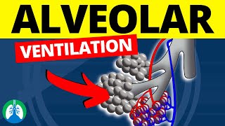 Alveolar Ventilation Medical Definition  Quick Explanation [upl. by Tol266]