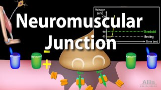 Neuromuscular Junction Animation [upl. by Ardnoed]